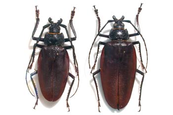 Ctenostelis coeus (Argentina)