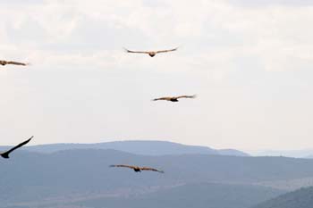 Buitre leonado (Gyps fulvus)