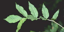 Fresno de hoja florido - Hoja (Fraxinus ornus)