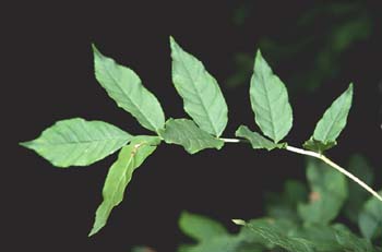 Fresno de hoja florido - Hoja (Fraxinus ornus)