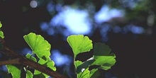 Ginkgo - Hojas (Ginkgo biloba)