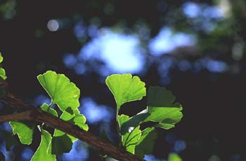 Ginkgo - Hojas (Ginkgo biloba)