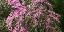 árbol del amor - Porte (Cercis siliquastrum)