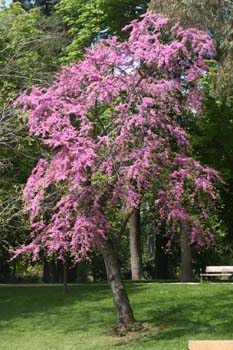 árbol del amor - Porte (Cercis siliquastrum)