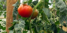 Tomate de invernadero, Ecuador