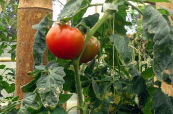 Tomate de invernadero, Ecuador