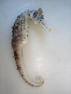 Caballito de mar (Hippocampus sp.)