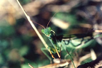 Santa Teresa (Mantis religiosa)