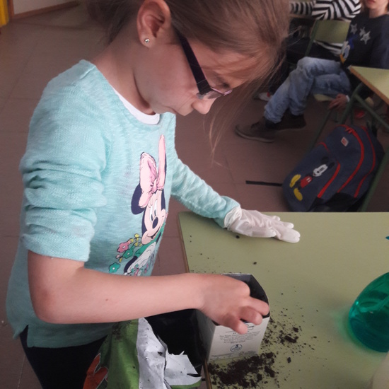 We grow plants in the classroom 7