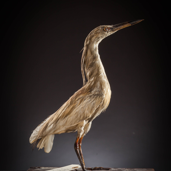 IES_SANISIDRO_MUSEO_Aves_119