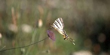 Chupaleche (Iphiclides podalirius)