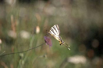 Chupaleche (Iphiclides podalirius)