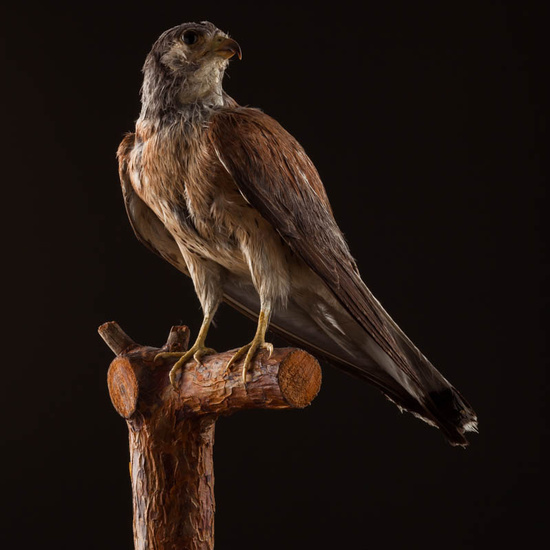 IES_ISABELLACATOLICA_BIOLOGIA_541