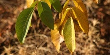 Nogal - Hoja (Juglans regia)