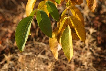 Nogal - Hoja (Juglans regia)