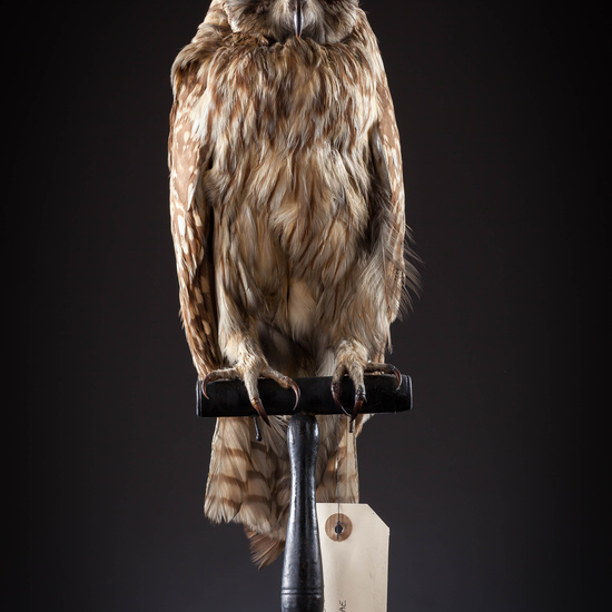 IES_SANISIDRO_MUSEO_Aves_060