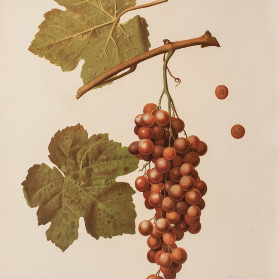 IES_CARDENALCISNEROS_BOTÁNICA_II_LÁMINAS_070