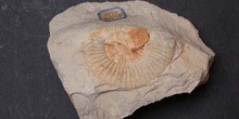 Leptaleocoras accuratum (Ammonites) Jurásico