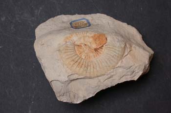 Leptaleocoras accuratum (Ammonites) Jurásico