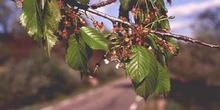 Cerezo - Hoja (Prunus avium)