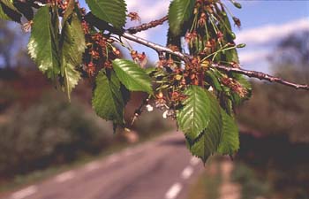 Cerezo - Hoja (Prunus avium)