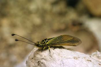 Ascaláfido o falsa libélula (Ascalaphus longicornis)