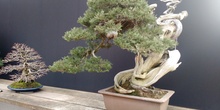 Museo del Bonsai 10