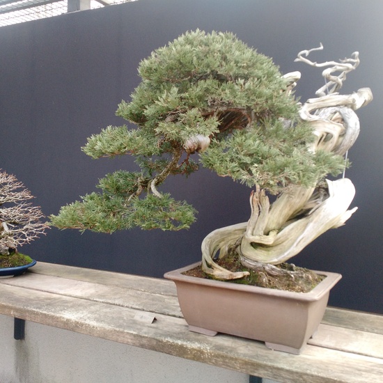 Museo del Bonsai 10