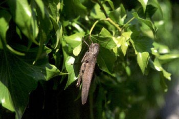 Langosta egipcia (Anacridium aegyptium)