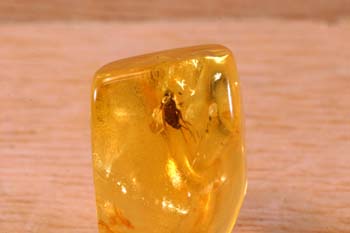 Díptero en ámbar (Insectos) Oligoceno
