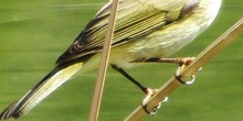  MOSQUITERO COMÚN IES LARRA PROYECTO CIENTÍFICO 2015-16