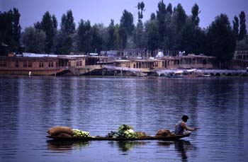 Barca transportando verduras en el lago Dal de Srinagar, Jammu y
