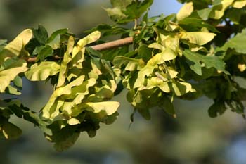 Arce campestre - Frutos (Acer campestris)
