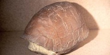 Testuda catalaunica (Reptiles) Mioceno