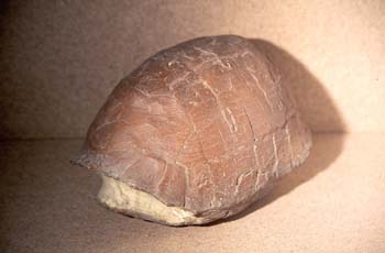 Testuda catalaunica (Reptiles) Mioceno