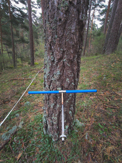 Recogida de una muestra de un árbol para datar su edad