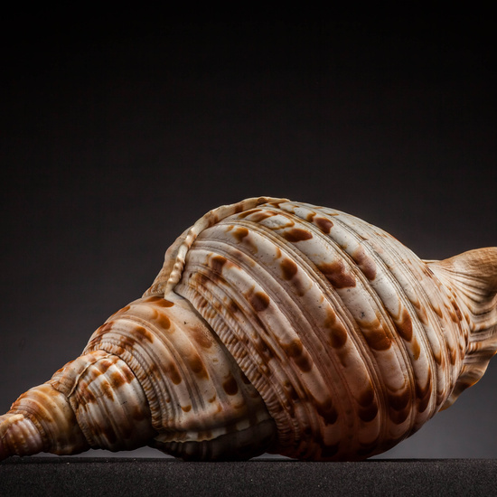 IES_CARDENALCISNEROS_CONCHAS_049