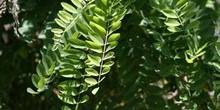 Pan y quesillo - Hoja (Robinia pseudoacacia)