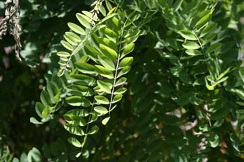 Pan y quesillo - Hoja (Robinia pseudoacacia)