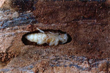 Phymatodes testaceus