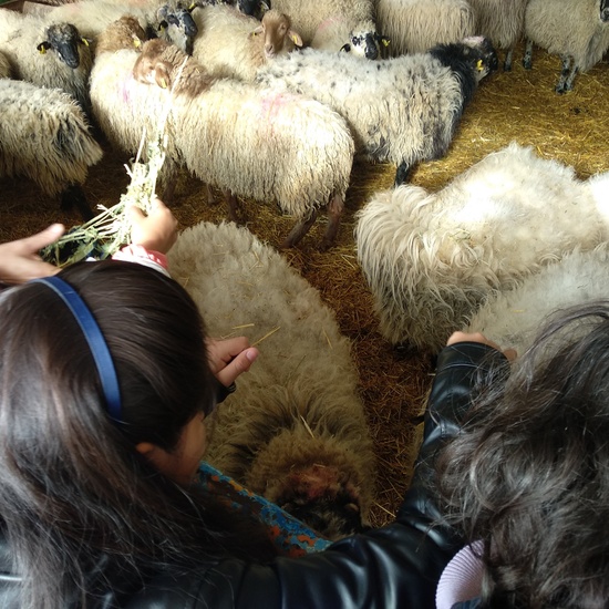 Albergue 5º- 2º día 2