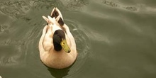 Patos en el Parque la Alamedilla, Salamanca, Castilla y León