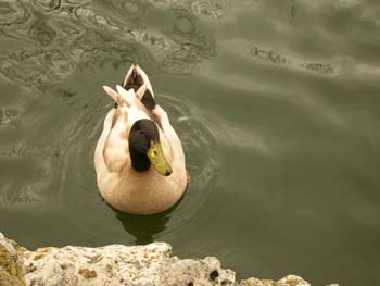 Patos en el Parque la Alamedilla, Salamanca, Castilla y León