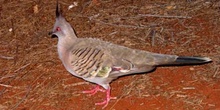 Paloma encrestada, Parque Nacional Uluru, Australia