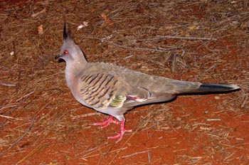 Paloma encrestada, Parque Nacional Uluru, Australia