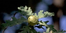 Agalla gande del roble o Gallarón (Cynips coronatus)