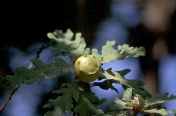 Agalla gande del roble o Gallarón (Cynips coronatus)