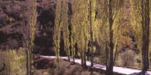 Chopo temblón - Porte (Populus tremula)