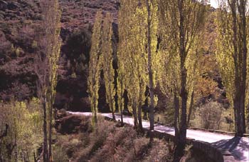 Chopo temblón - Porte (Populus tremula)