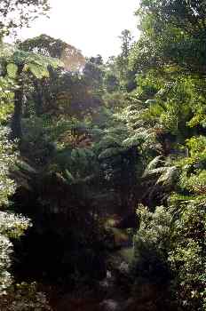 Bosque tropical y río, Nueva Zelanda